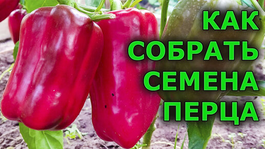 У них 100% всхожесть! Как и когда собирать семена перца, как их сушить и как сохранить. Заготовка семян перца на даче.