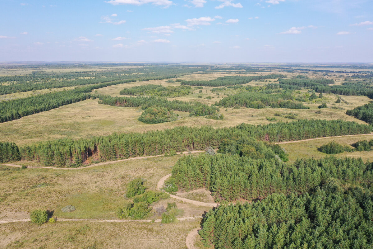 Дьяковский лес Краснокутский район