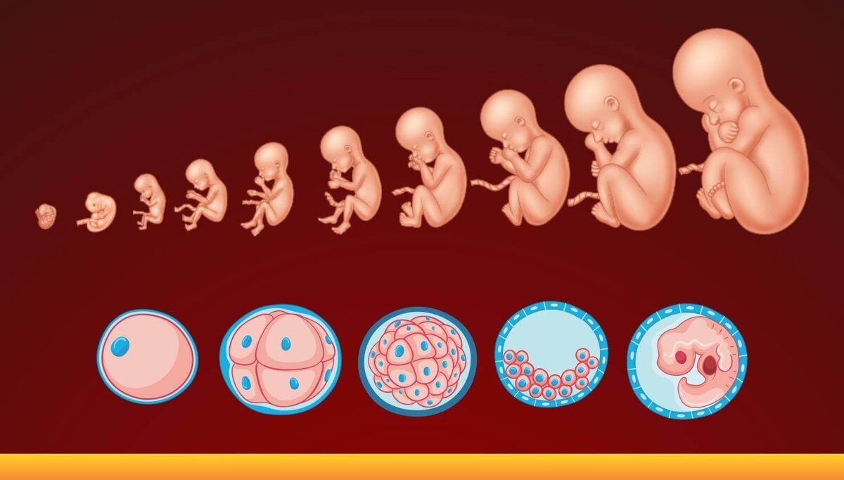 На рисунке изображен эмбрион человека в разный период времени какое