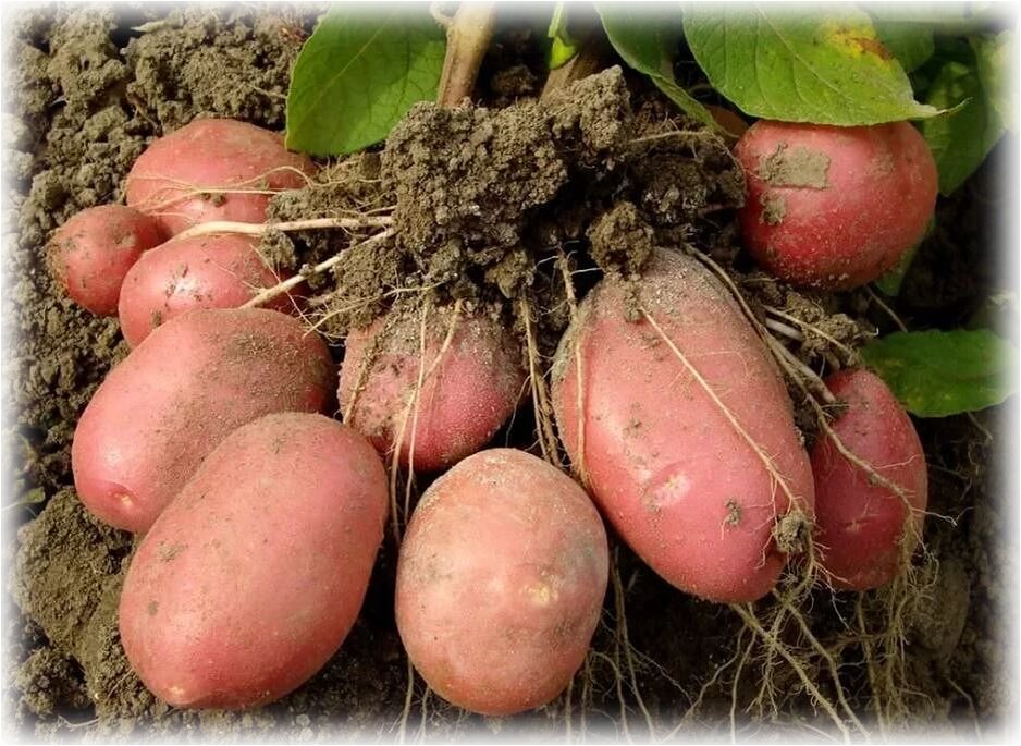 Богатый урожай