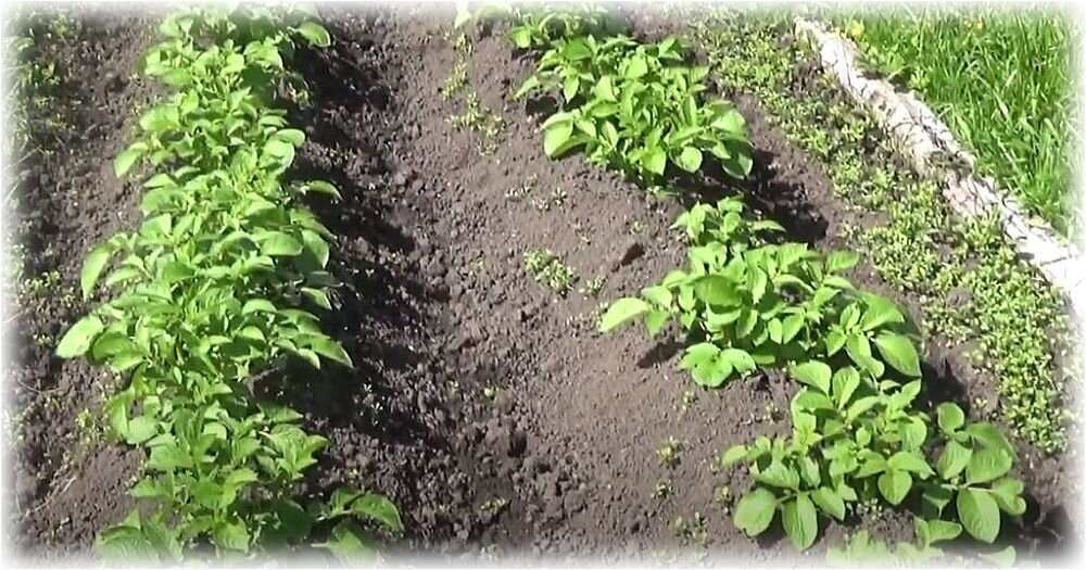 Широкие междурядья