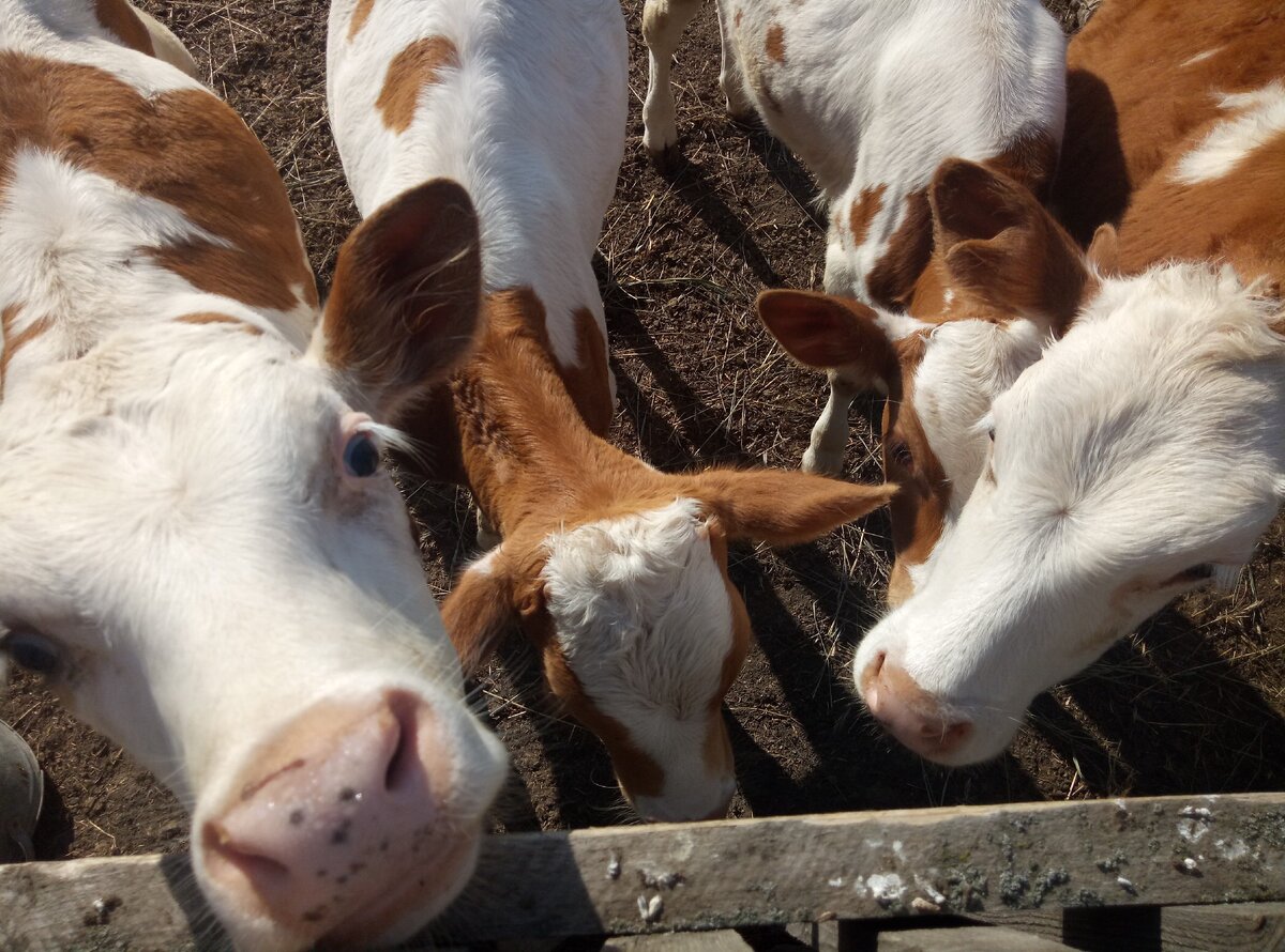 Наша коровячая "мелочь".