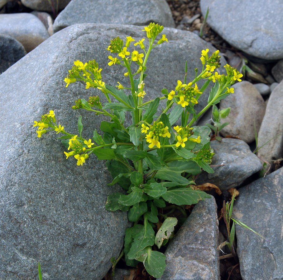 Сурепка обыкновенная. Сурепка Barbarea vulgaris. Сурепка съедобная. Сурепка Кецховели.