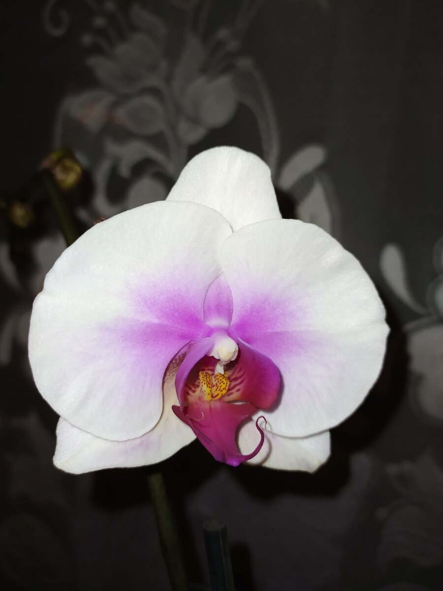 Орхидея моушн фото
