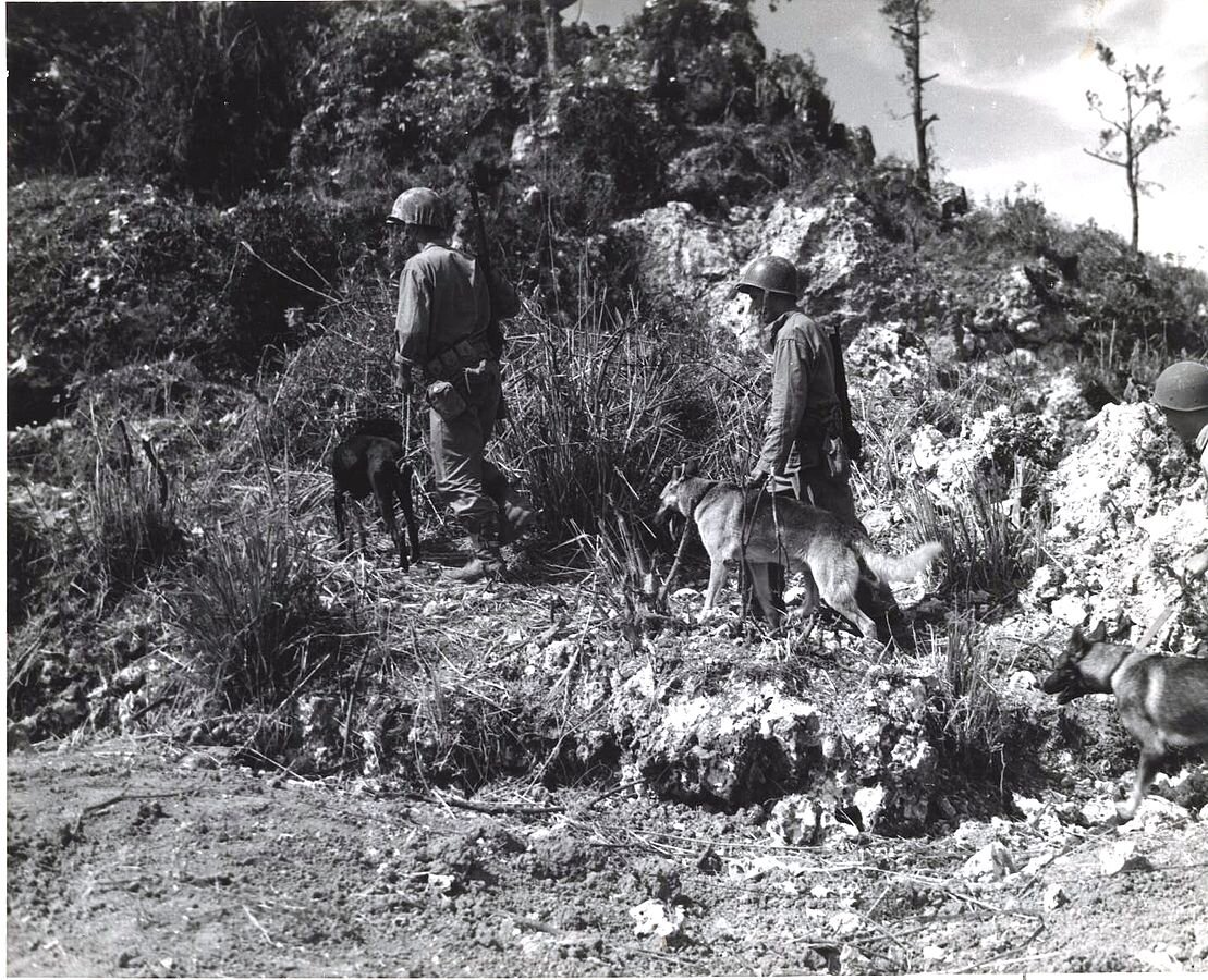 Американский военный патруль с собаками. Остров Окинава. 1945 год. Источник:  Wikimedia Commons