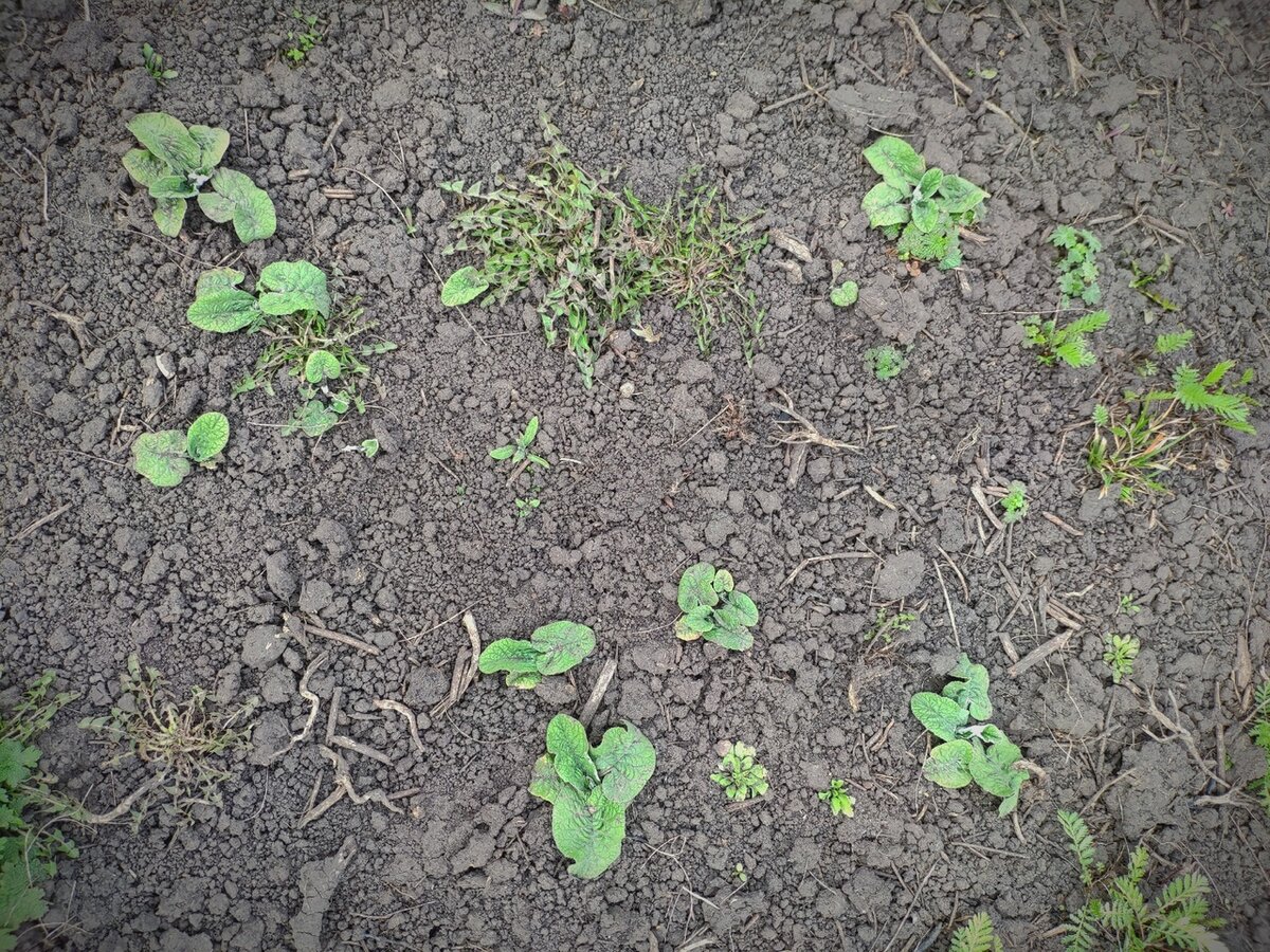 Листья одуванчика и лопуха. Фото автора