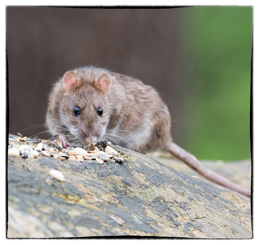 Крыса. Фото взято с https://pixabay.com