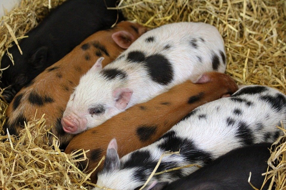 https://cdn.pixabay.com/photo/2015/10/28/16/04/piglets-1010802_960_720.jpg