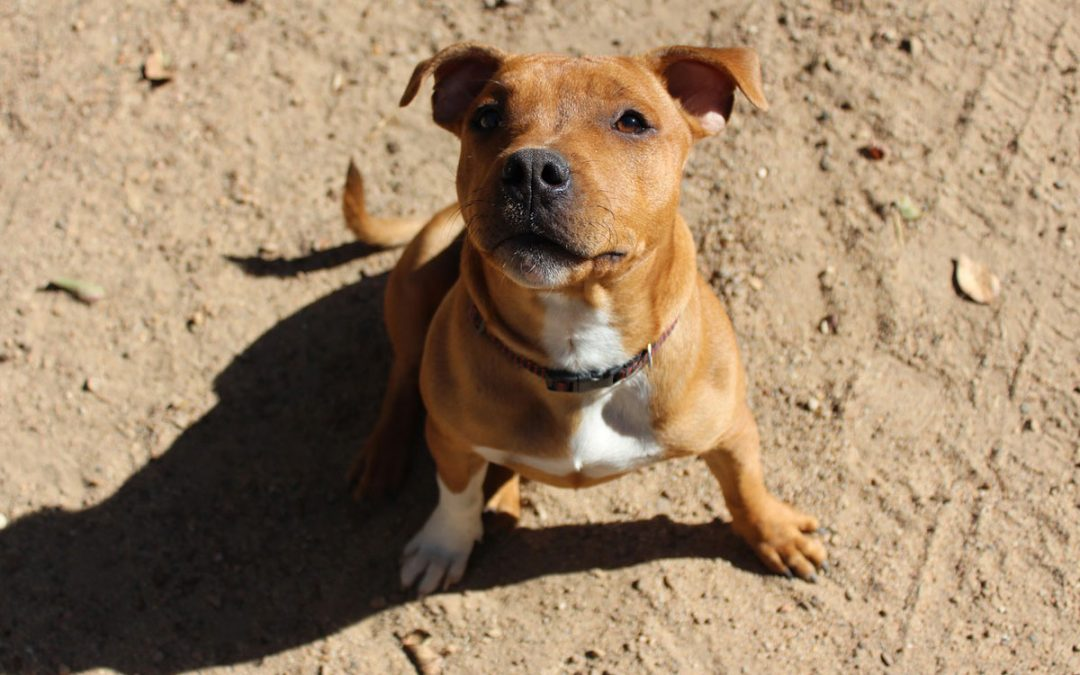 https://www.savethestaffy.co.uk/wp-content/uploads/2017/09/staffy-4-1080x675.jpg
