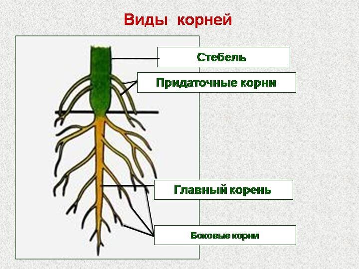 Часто корень имеет отростки для увеличения площади всасывания