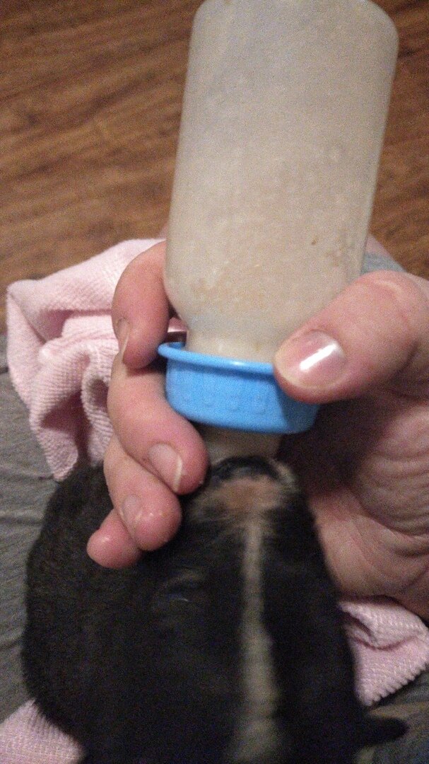 были очень голодные