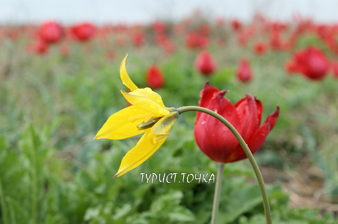 Ростовский заповедник. Цветение тюльпанов