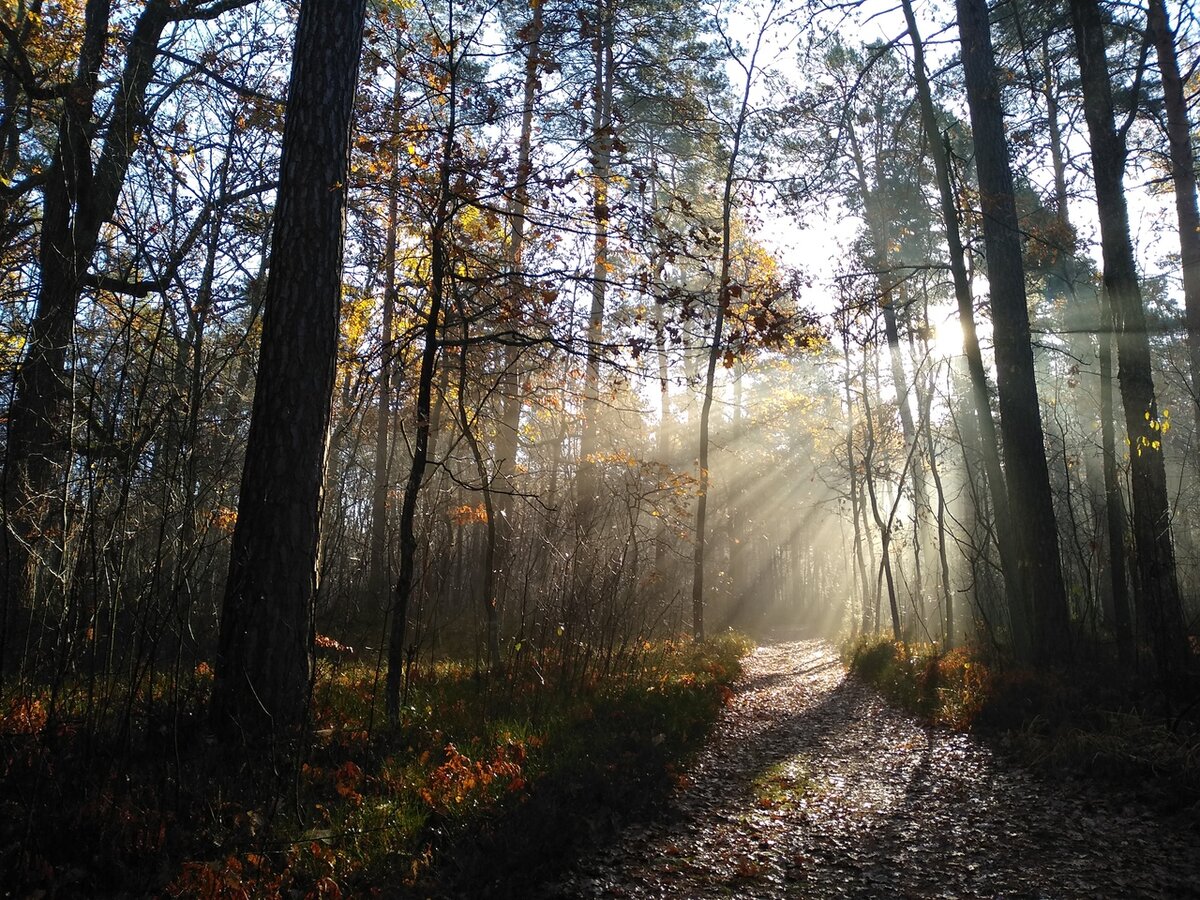 (с) Людмила Малышева. Лес в Беларуси.