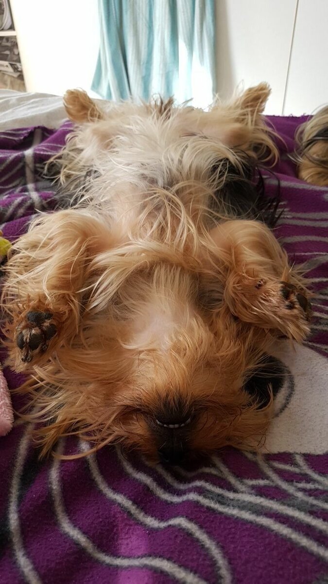 Срочно нужно почесать животик, ну пожалуйста 😇