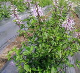 Растение ортосифон, картинка взята из сети