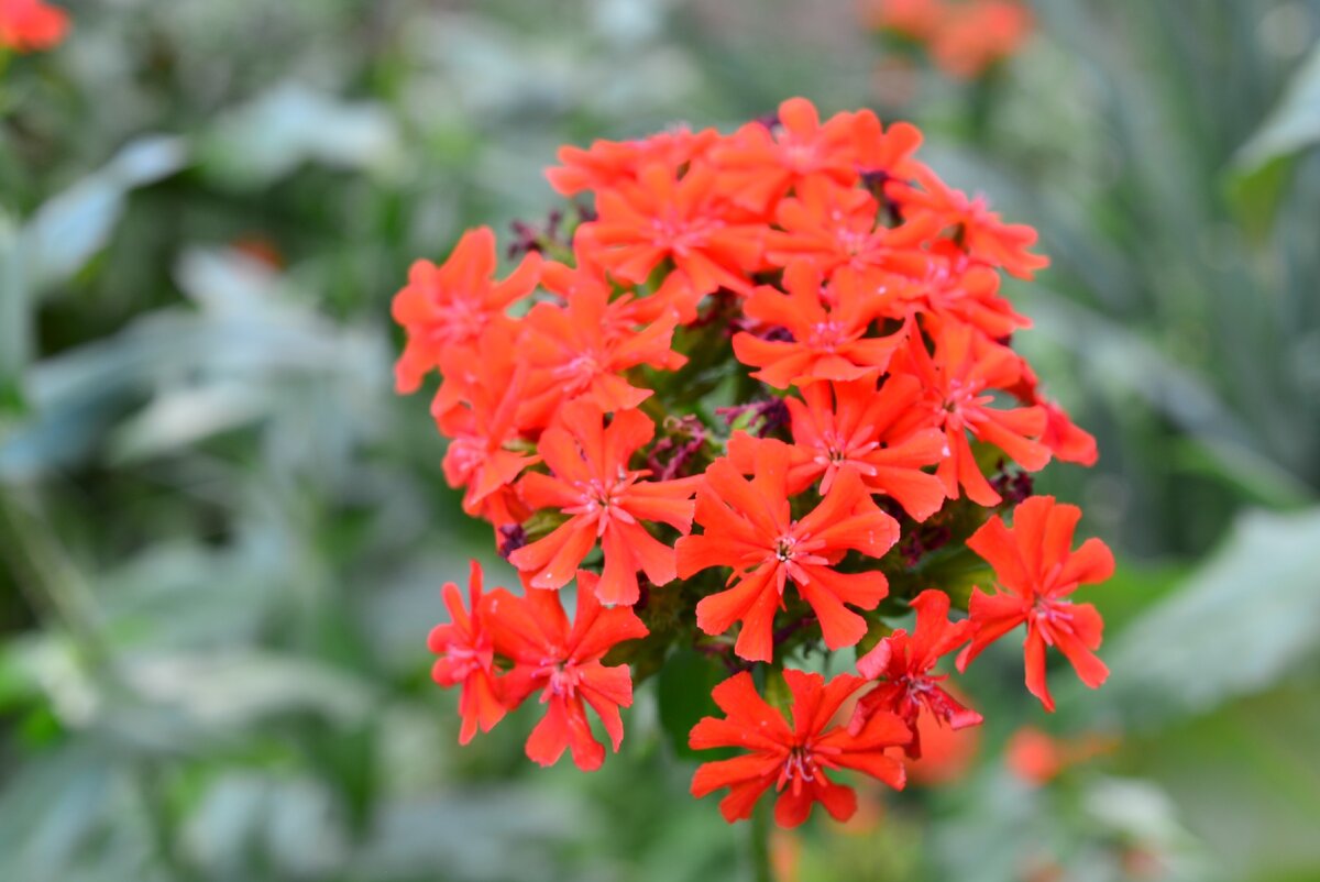 лихнис, иначе зорька - сеется нещадно!