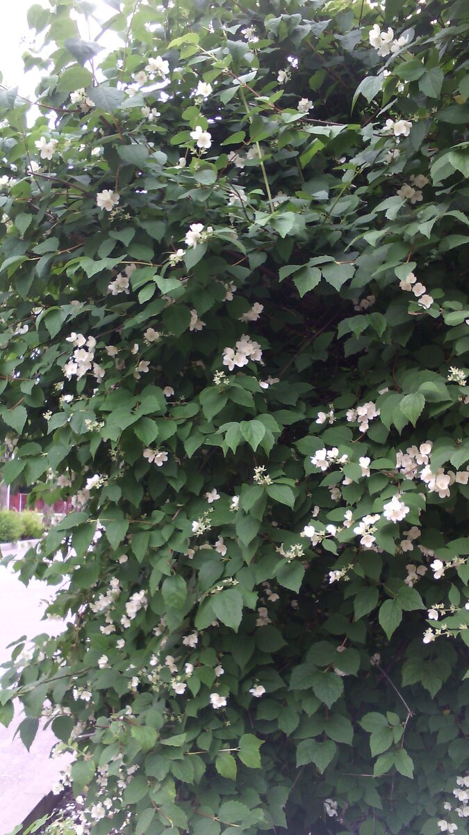 Чубушник (Philadelphus)