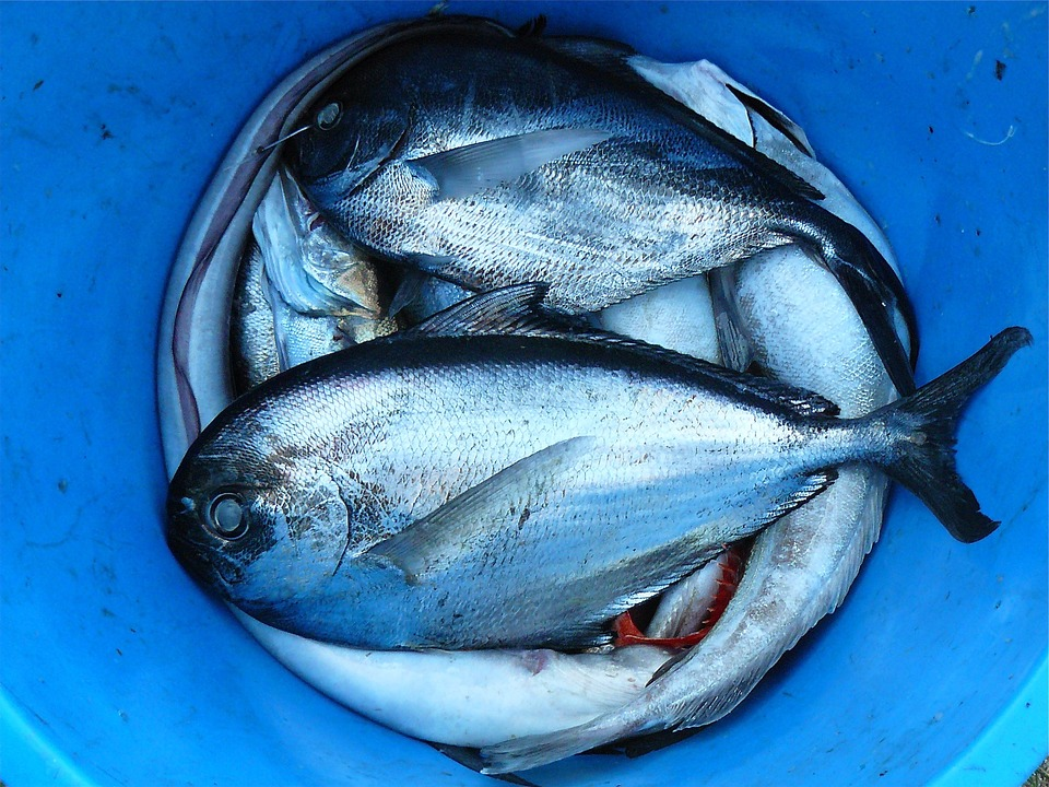 https://pixabay.com/photos/fish-seafood-silver-contrast-422543/