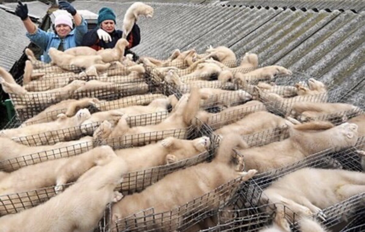 Выращивание норок для меха в России