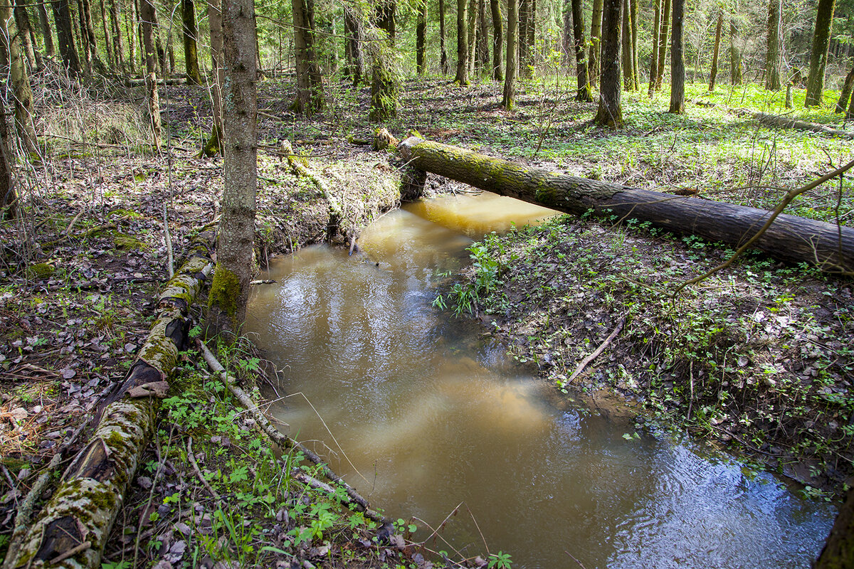 Мои любимые места - по берегам безымянной речушки - притока реки Сестра. Это очень укромное место - просто так, с дороги туда попасть очень сложно