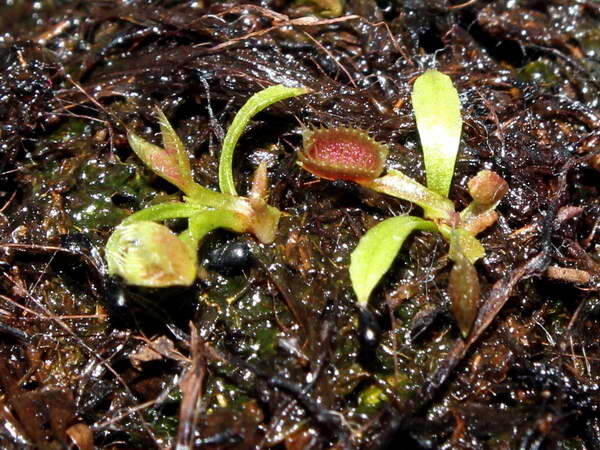 Венерина Мухоловка . Росток 