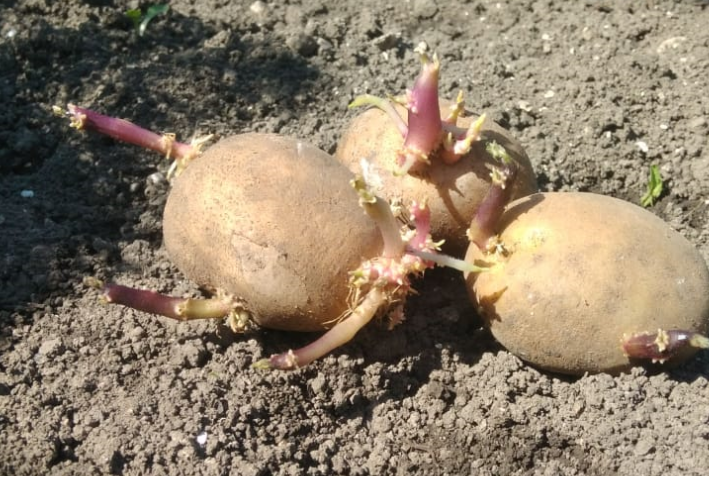 Такая картошка для посадки в самый раз!