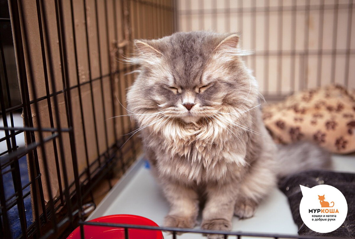 Кот Марс попал в приют «Муркоша» с формулировкой «кот не нужен». Ко всему прочему выяснилось, что у котика проблемы с деснами – гингивит, ему было так больно и неприятно, что кот отказался от еды. Котика вылечили и вскоре он встретил женщину своей мечты: замечательную, заботливую, терпеливую, которая смешно над ним подшучивает и приятно чешет за ухом. Котик счастлив в новой семье❣️