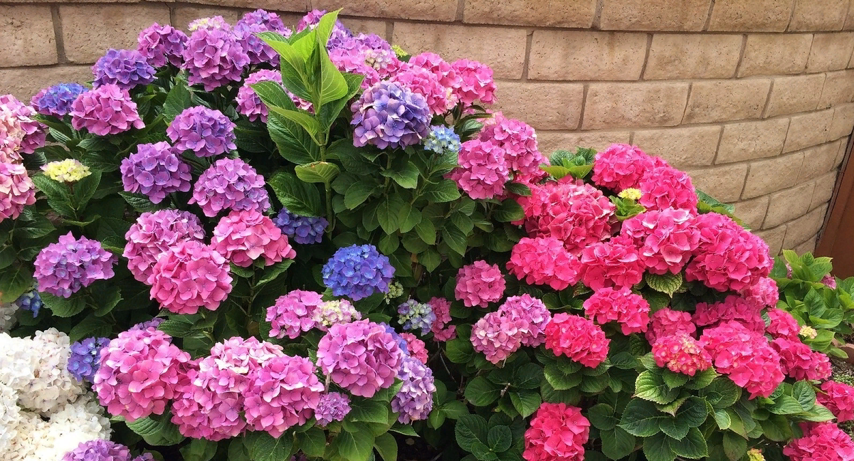 Гортензия крупнолистная