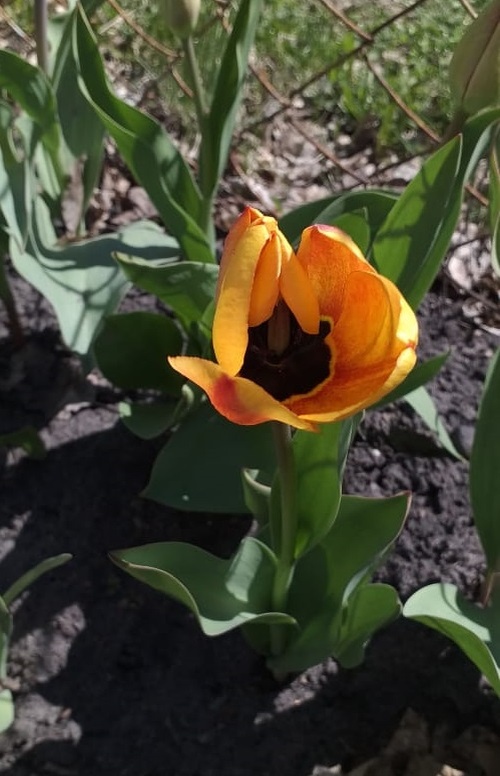 И красота такая вот под окнами растёт)) И занятие найдётся всегда!