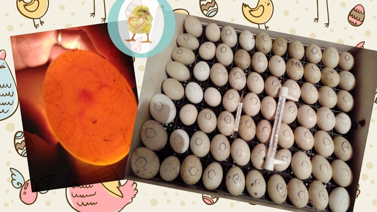 Овоскопирование индюшиных яиц. Овоскопирование яиц в инкубаторе. Яйцо индейки инкубационное овоскопирование. Овоскопирование индюшиных яиц на 8 день.