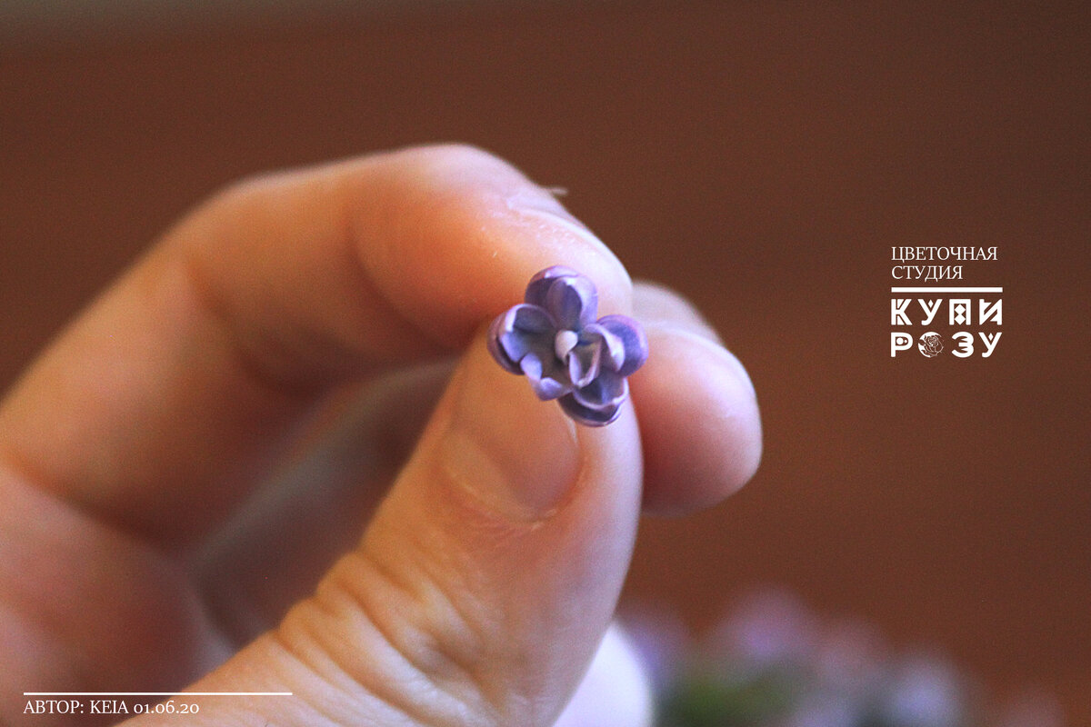 Раскрытый цветок сирени