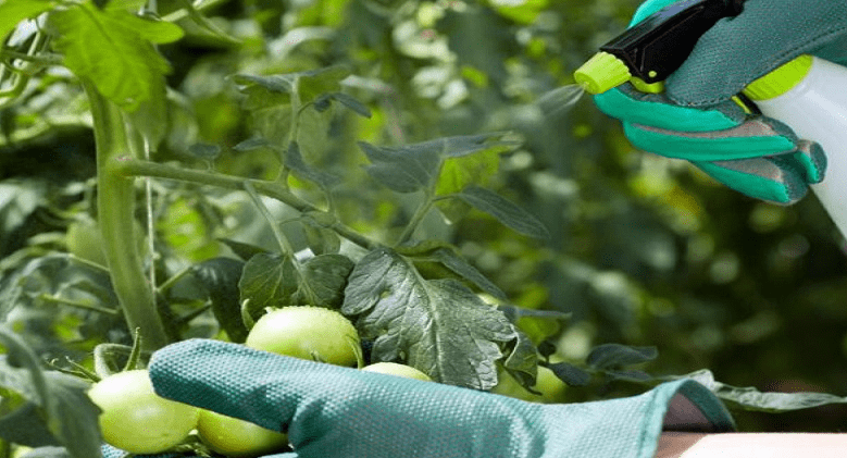 Борная кислота повышает урожайность, защищает от грибка и фитофторы.