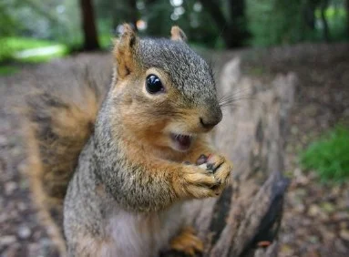Городская белка наслаждается обедом во время фотосессии. (Фото: Кай Шрайбер)