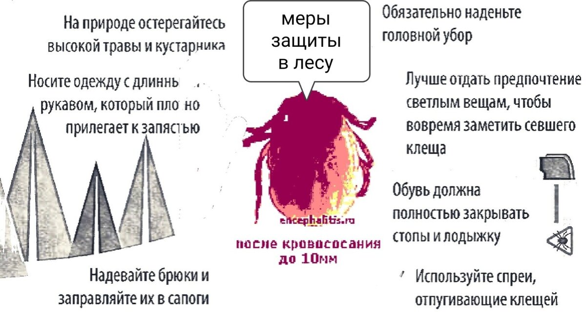 Вот так выглядит огромный наевшийся клещ )