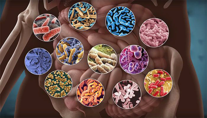 Микрофлора кишечника