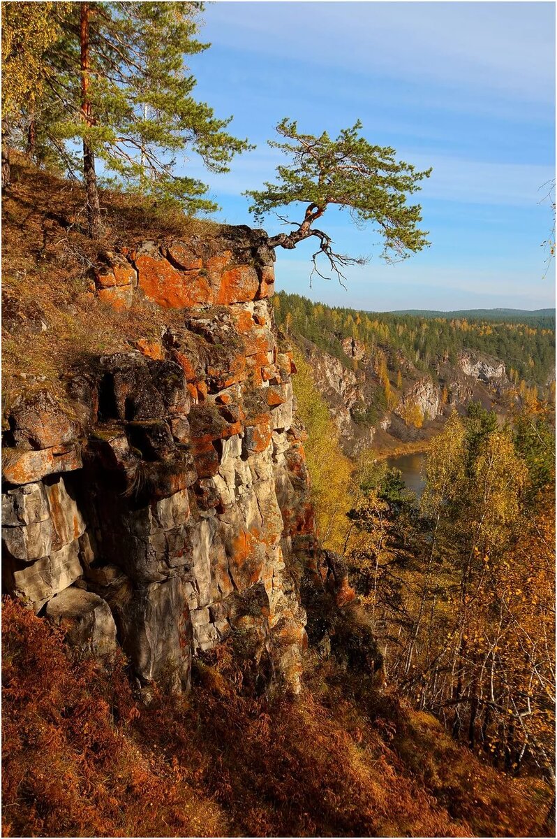 Сосны на скале (изображение взято из сети интернет)