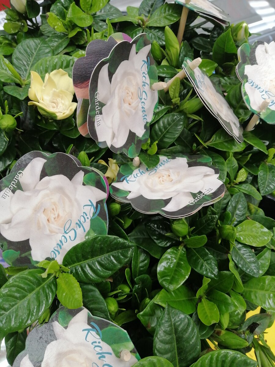 Гардения в Пятерочке