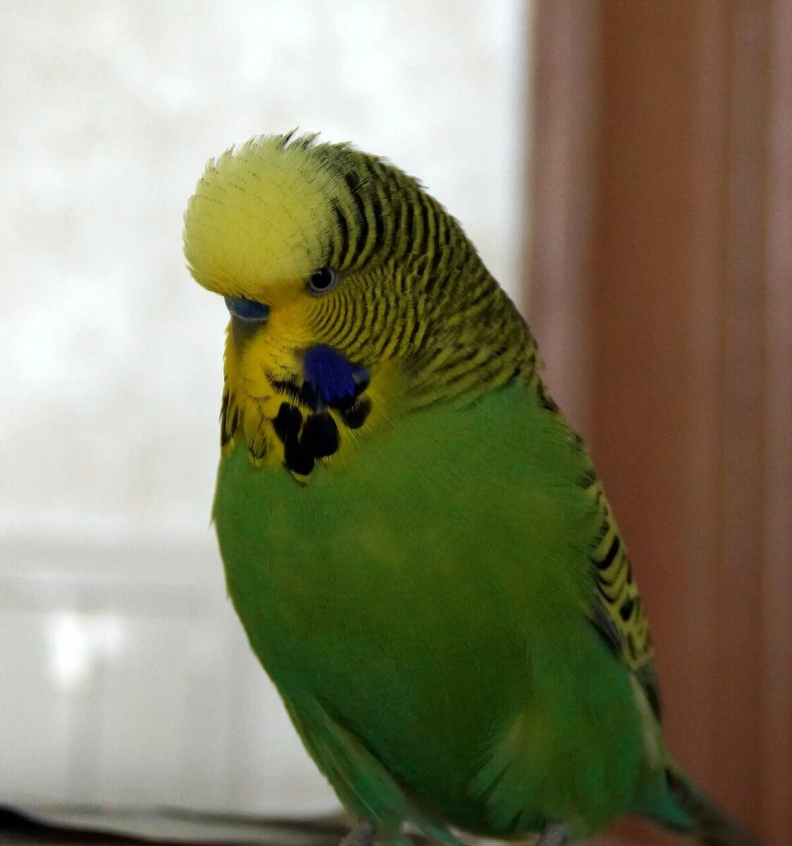 Волнистый попугай зеленый. Попугай зеленый волнистик. Попугаи волнистые попугайчики. Лохматый волнистый попугайчик. Говорящий попугай 3