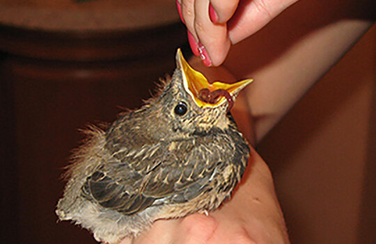 Дрозденок,которого нашла наша собака. Фото автора