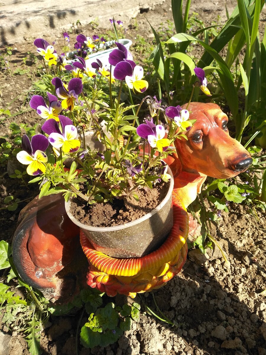 Тузик с Анютками 