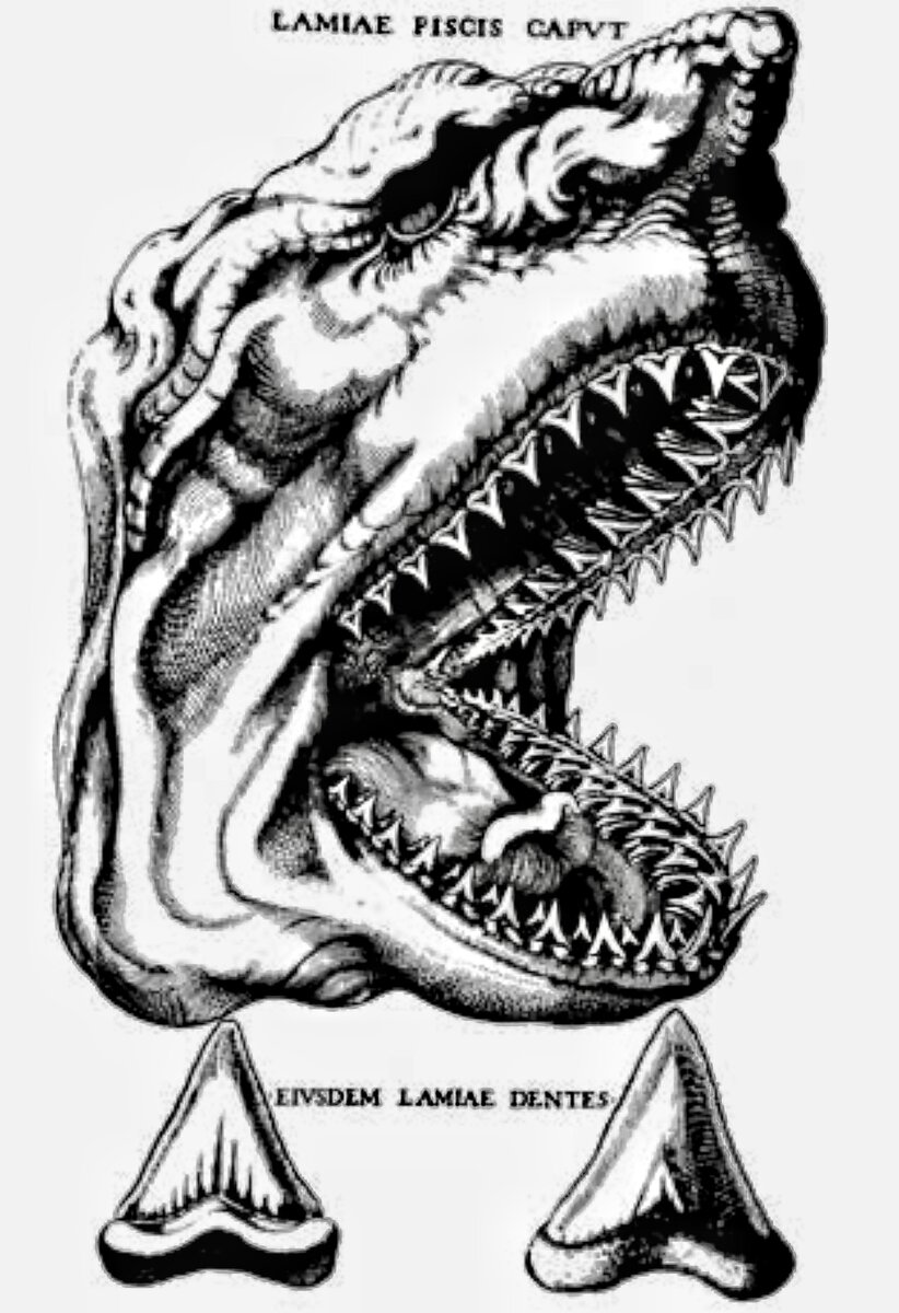 первая реконструкция мегалодона 17 века (фото Википедия, здесь и ниже)