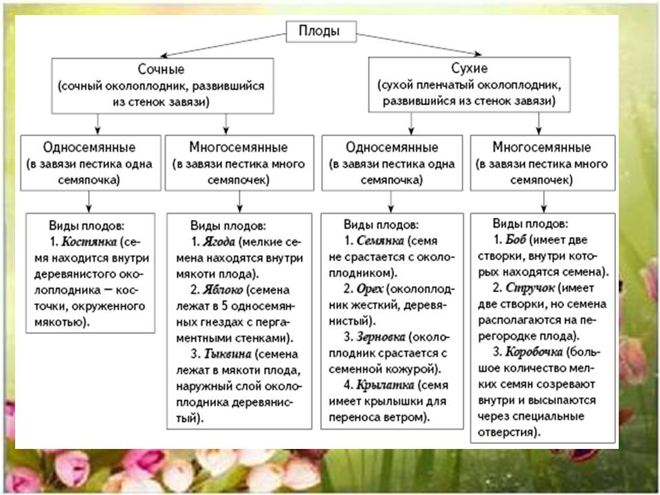 Таблица типы плодов 6 класс по биологии Картинки ПРАКТИЧЕСКИЕ РАБОТЫ ПО БИОЛОГИИ 7 КЛАСС ПАСЕЧНИК