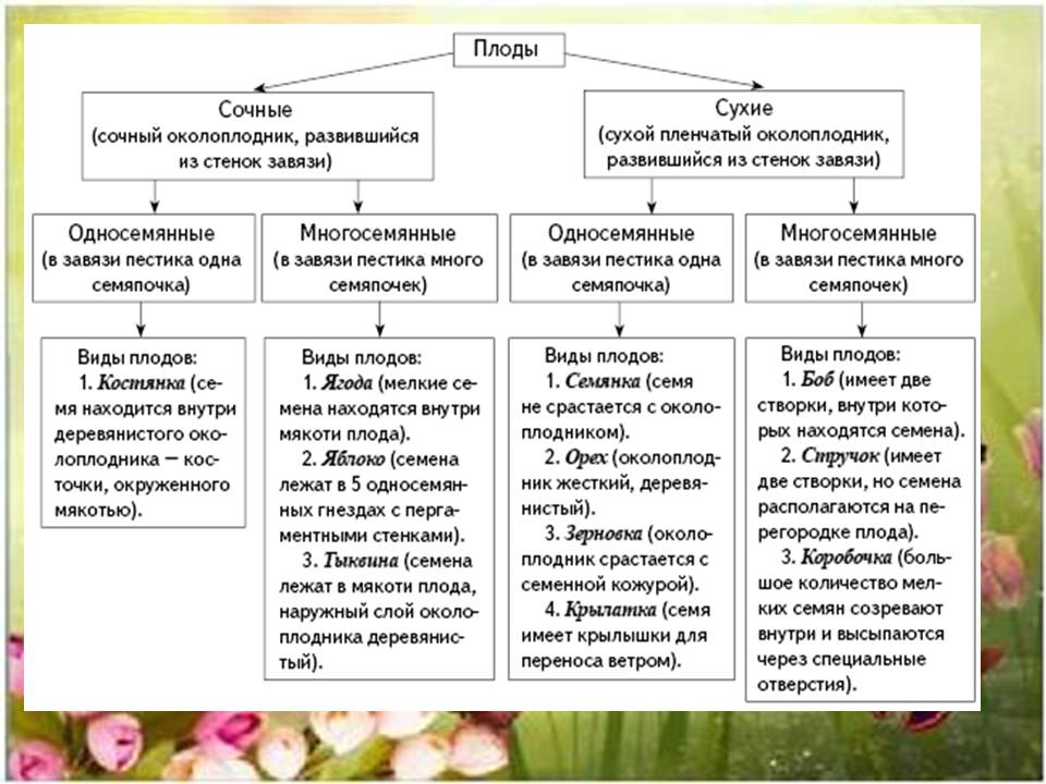 Горох сочный или сухой. Плоды сухие и сочные односемянные и многосемянные таблица. Классификация семян плодов 6 класс биология. Типы плодов растений 6 класс биология таблица. Классификация плодов и семян 6 класс.