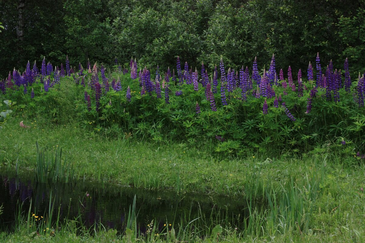 На месте где лежат останки, часто растут люпины...