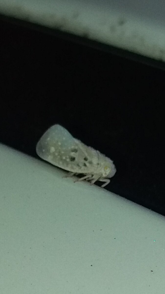 Я его сфоткал