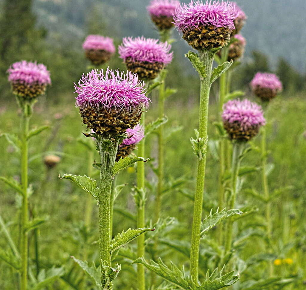 Левзея - цветок застенчивых девушек.