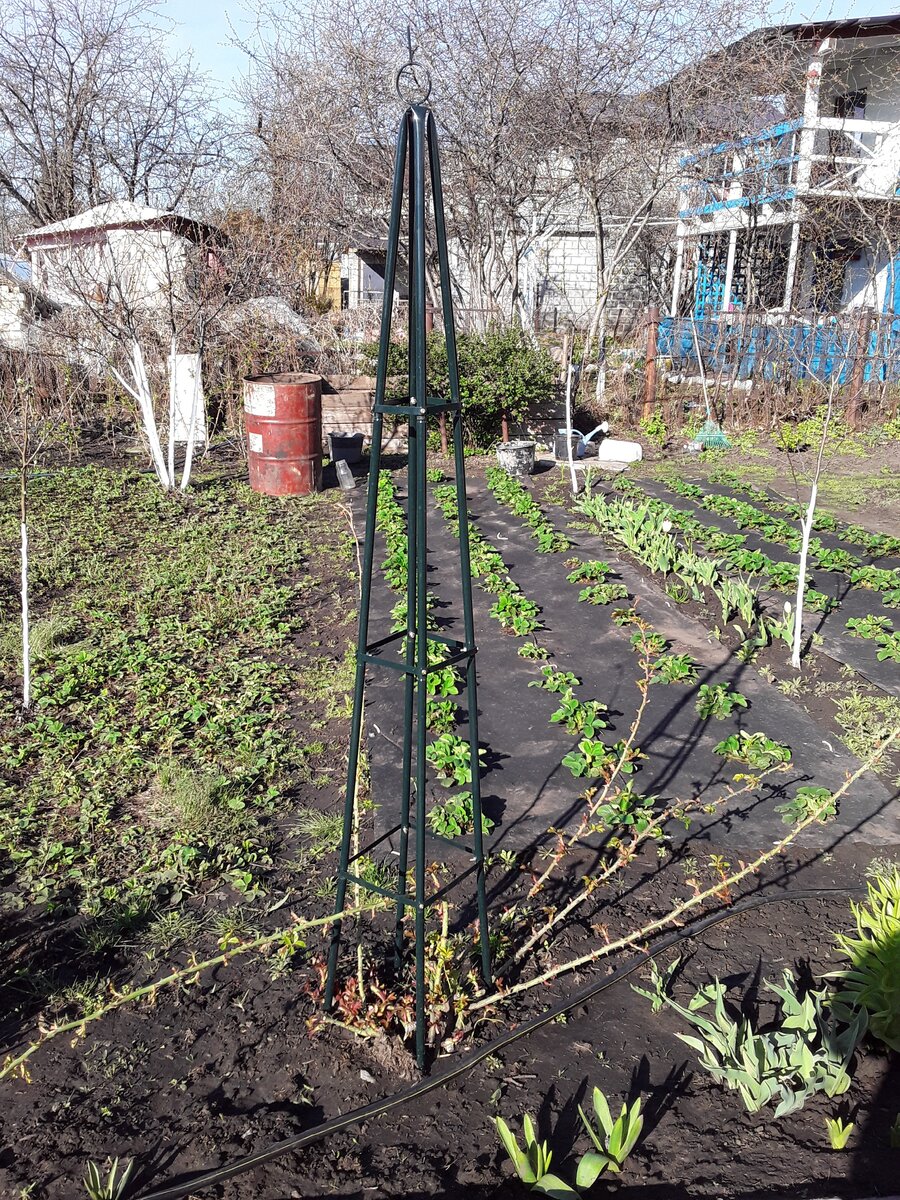 Конец апреля - на обвивку обелиска ушло четыре сохранившихся побега розы-второгодки Flammentanz