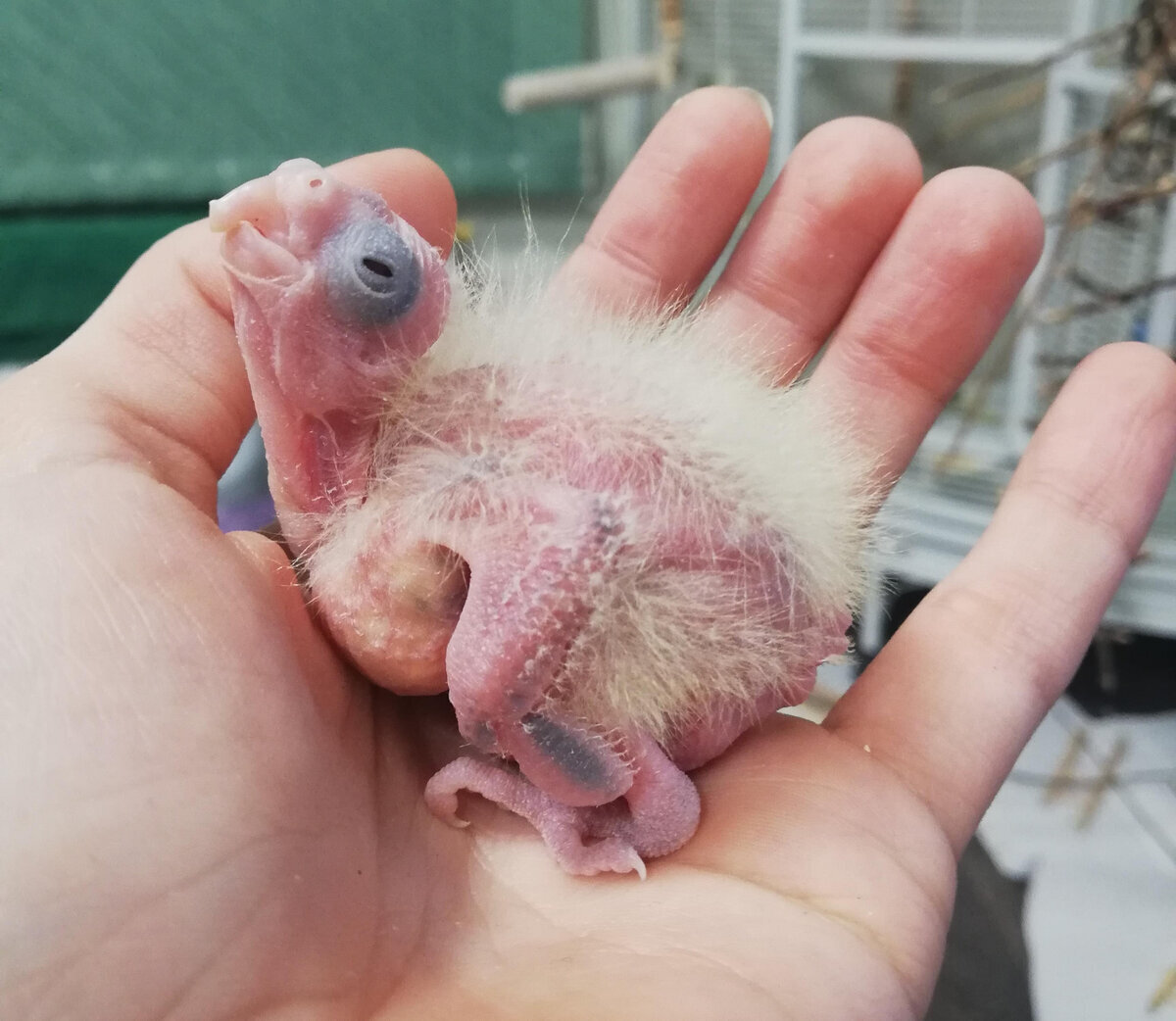 Третий, 6 дней. Видно, что крылышки начали темнеть.