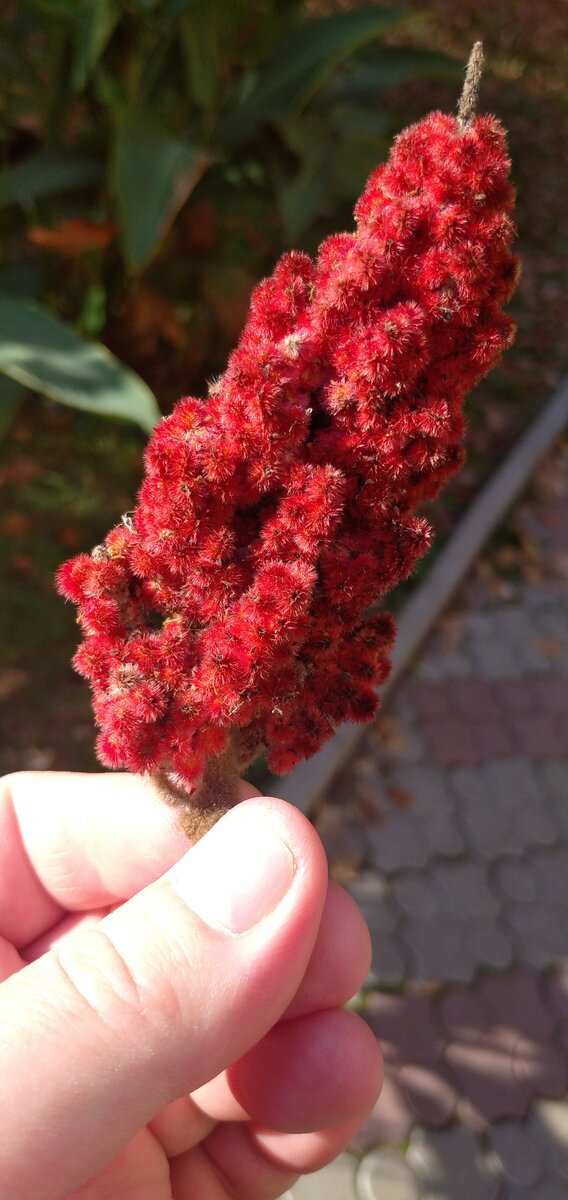 Сумех оленерогий или уксусное дерево