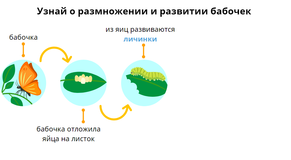 Личинки... А кто это?